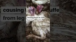 The reality of farming turkeys 🦃💔 #turkey #thanksgiving