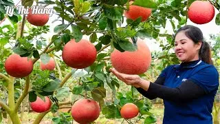 Harvesting Red Grape Fruit & Goes to the Market Sell || Harvesting & Cooking || Ly Thi Hang
