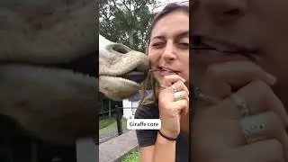 Funny Giraffe .🥰🥰#giraffe #giraffesoftiktok #giraffes #cute #funny