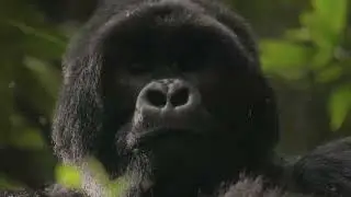 PRIMATES AFRICA (RWANDA GORILLA TREKKING)