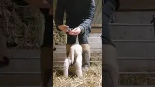 tail docking the lambs to prevent fly strike #welfare #lambtailing #taildocking #farminglife