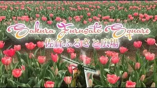 Sakura Tulip Chiba &bull; 佐倉 ふるさと広場