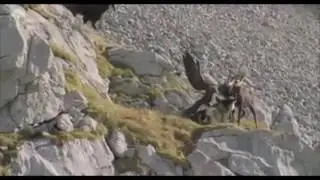 Espetacular &Aacute;guia X Cabra da montanha