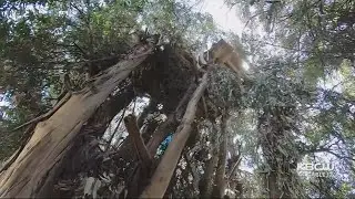 Crews Begin Clearing Homeless Tree House Dwellings in Fremont
