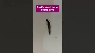 Devil&rsquo;s coach horse beetle larva #devil #beetle #larva #insect #arthropod #nature #wildlife #shorts