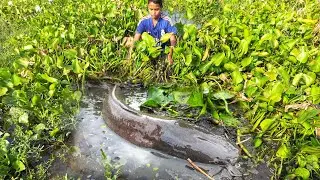 Searching Catfish in Dry Soil - A Smart Boy Catching Big Fish in Water Hyacinth
