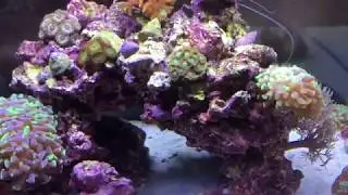 How to get rid of cyano