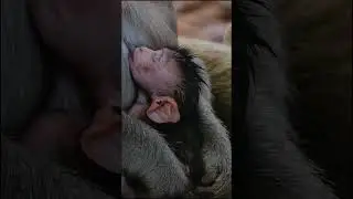 Cute newborn baby monkey #1
