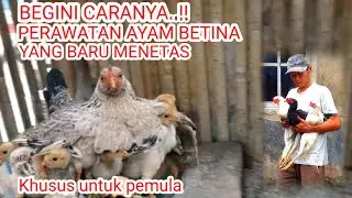 CARA MUDAH PERAWATAN AYAM KAMPUNG BETINA YANG BARU MENETAS 