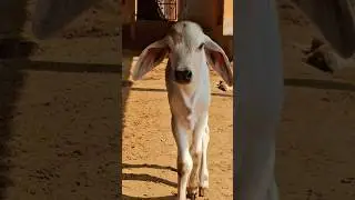 cute cow and calf 😘 #cow #gircow #calves