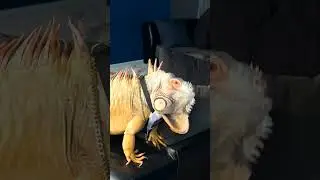 Бедная игуана требует круглосуточного внимания отца | The Dodo
