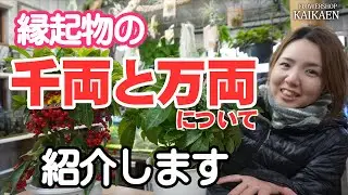 千両万両　育て方　管理方法　縁起物　ポイント【おうちでガーデニング】開花園チャンネル