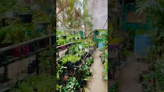 Plants shopping 🪴||mini vlog||❤️#nursery #plants #plantslover #youtubeshorts #shorts #minivlog