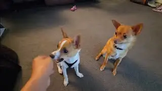 Training with Deaf Dogs Bonus Footage - Warm Up with Luca and Tristan