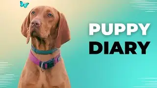 Puppy Diaries: A Glimpse Into a Day of Paw-some Fun