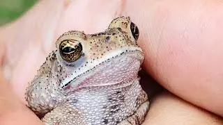 What does a Common Toad Eat at Every Night? | Documentary 