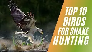 10 Birds for Snake Hunting