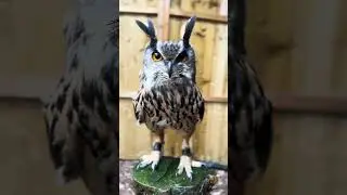 Up-Close With An Eagle Owl! #shorts