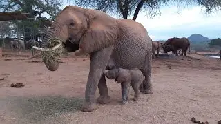 Meeting Newborn elephant Yogi, Yatta's Third Calf | Sheldrick Trust