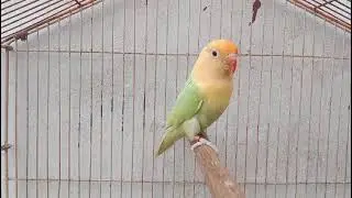 Parblue dilute Opaline Male Parblue Opaline//Dilute Female Ready to breed Karachi Age 10 month plus