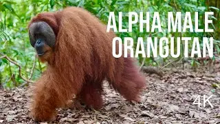Alpha Male Orangutan | 4K