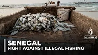 Senegal battles illegal fishing to save endangered marine life