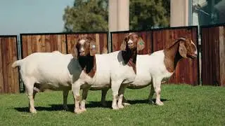National Boergoat Auction