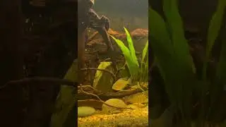 Fish lipped homeboys chillin like rockstar villains following dank food hack TWU