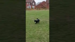 Spaniel with a quick return #shortvideo #puppy #gundog #shortsvideo #shorts #short