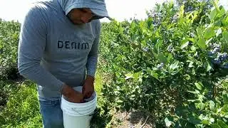 aprende a pizcar rápido  la blueberry y ser uno de los más rápidos.