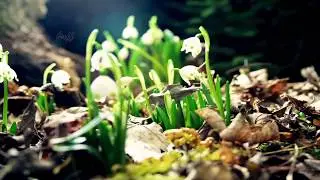 Naat e sharif in Amazing Nature Full HD 1080p Maula Ya Salli Wa Sallim