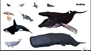 Marine Mammals - Picture Play (REUPLOAD)