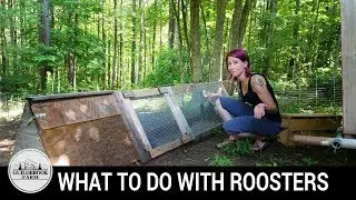 Backyard Chickens: What Do You Do With Extra Roosters?