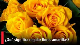 ¿Qué significa regalar flores amarillas?