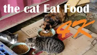 Order food Cat From Coupang #cat #dogs #usa #korea