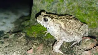 Duttaphrynus Melanostictus | Asian common toad Frog. Animal life