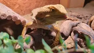 Bartagame frisst Golliwoog 💛 | 🐍 Viking Reptiles