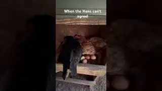 Crazy Chickens! #homestead #farmlife #animals