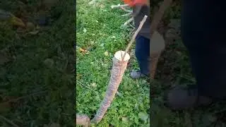 greffage en fonte de prunier