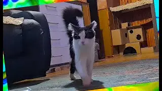 #705 Venus and a piece of foil 😂 Funny cats