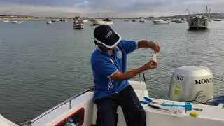 Iscadas de lula