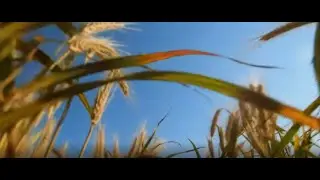 Gentle Grass Winds 9 Hours of Peaceful Nature Ambience for Deep Sleep, Study, or Stress Relief