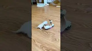 The Cutest and Talented Cats