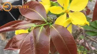 Spring yellow apricot flowers