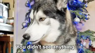 Husky Doesn't Want You To See What He Just Did...