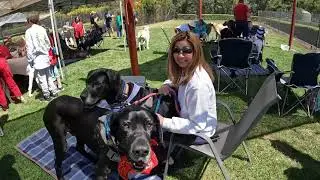 Great Dane Lovers Christmas get together.