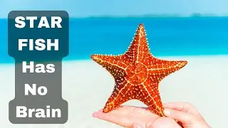 Starfish Facts (Sea Star) ⭐ 10 FACTS You NEVER KNEW | Brittle Star facts