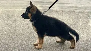 Funniest and Cutest 🐕 German Shepherd Dogs and Puppies
