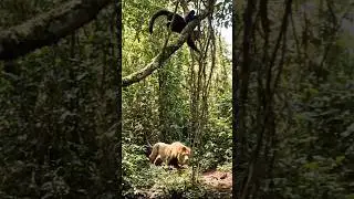 Real Monkey Outsmarts a Lion | Wild Jungle Survival 🐒🦁