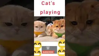 Cute kitten playing🐱🐈#shorts #funny cats #play #sot video# #sot #love ##funny #comedy#kittens